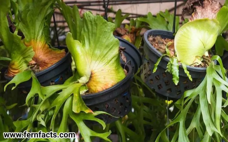 Reasons Why Your Staghorn Fern is Yellow, Brown, Wilted, or Droopy