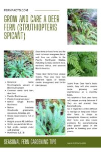How to Grow and Care a Deer Fern (Struthiopteris Spicant)