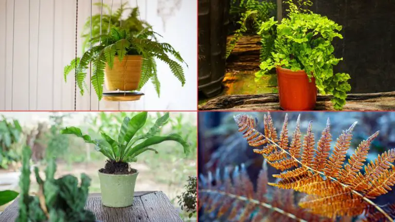 6 Stunning Indoor Fern Types: Beautify Your Home!