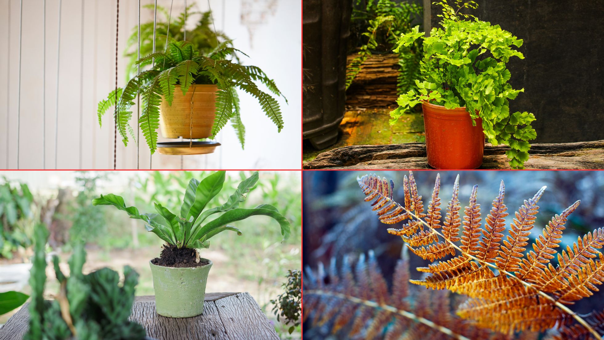6 Stunning Indoor Fern Types Beautify Your Home!