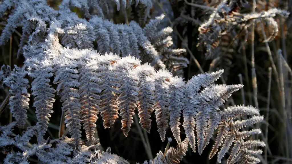 How To Keep Ferns Alive Indoors In The Winter Winter Tips!
