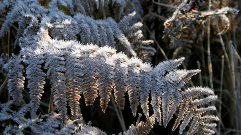 How To Keep Ferns Alive Indoors In The Winter: Winter Tips!