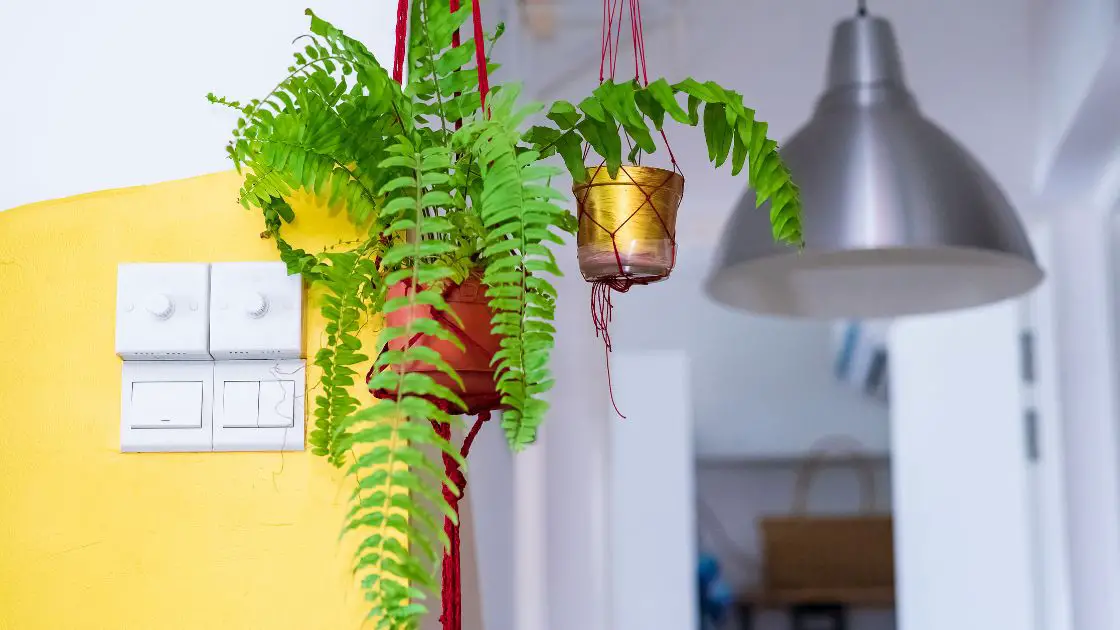 How to Grow Ferns in Water: Effortless Hydroponic Tips