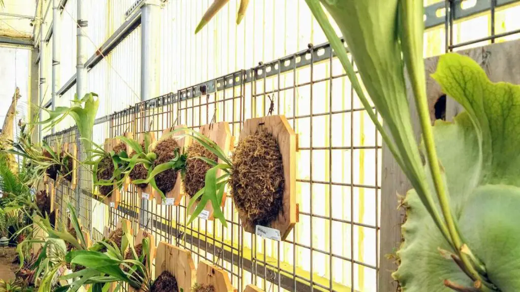 Staghorn Fern