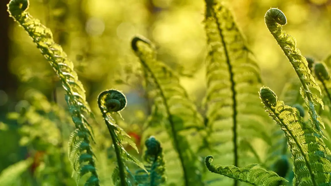 Top 6 Reasons Why Fern Leaves Are Curling Up