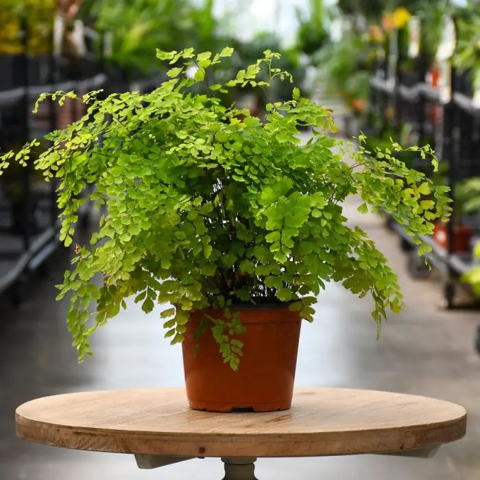 2. Maidenhair Fern