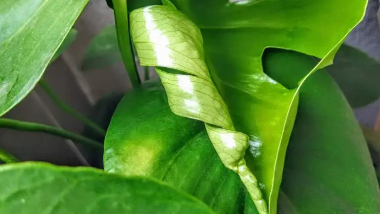 Monstera Leaves Curling: Top Fixes for Lush Growth!