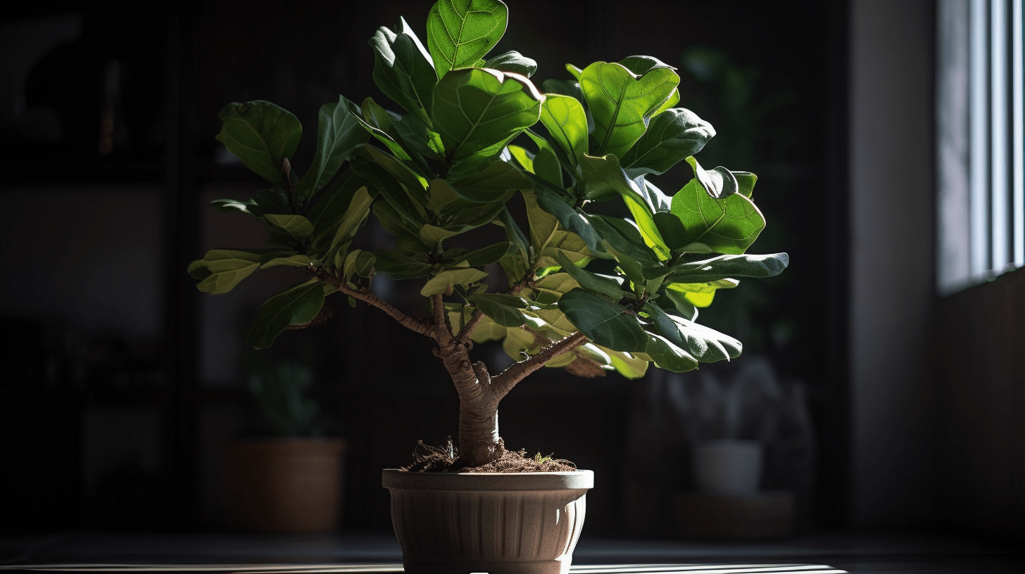 7 Facts Nobody Tells You About Fiddle-Leaf Fig Trees
